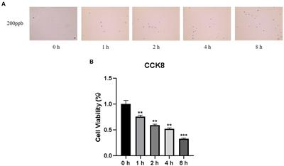 Effects of ozone exposure on lipid metabolism in Huh-7 human hepatoma cells